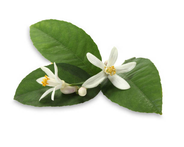 Fresh lemon flower with green leaf