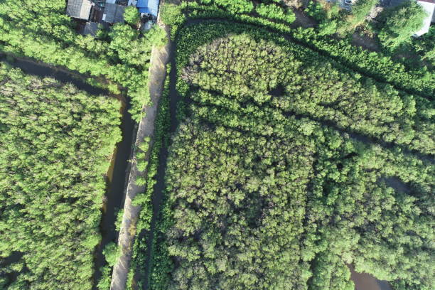 istock mangrove forest aerial view photography drone 1294544650
