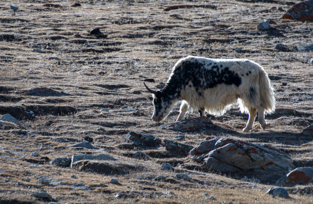 istock The domestic yak Bos grunniens 1294545437