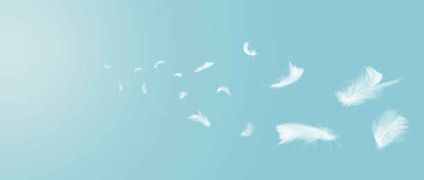 istock White feathers floating in the sky with sunlight. free space . 1294545756