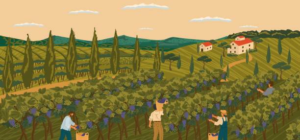 ilustraciones, imágenes clip art, dibujos animados e iconos de stock de paisaje de viñedo con campo de árboles de uva y villa bodega de fondo. cartel de ilustración vectorial dibujado a mano. la vendimia de uvas de vino. la gente trabaja en un campo de bodegas - california napa valley vineyard farmhouse