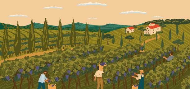 ブドウ畑とワイナリーヴィラを背景にしたブドウ畑のブドウ畑のブドウ畑。手描きベクトルイラストポスター。ワインブドウの収穫。人々はワイナリー分野で働く - vineyard panoramic napa valley california点のイラスト素材／クリップアート素材／マンガ素材／アイコン素材