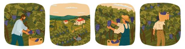 ワインブドウの収穫。人々はワイナリー分野で働いています。手描きベクトルイラストポスター。ブドウの木畑とワイナリーヴィラを背景にしたブドウ畑のブドウ畑の風景 - vineyard panoramic napa valley california点のイラスト素材／クリップアート素材／マンガ素材／アイコン素材