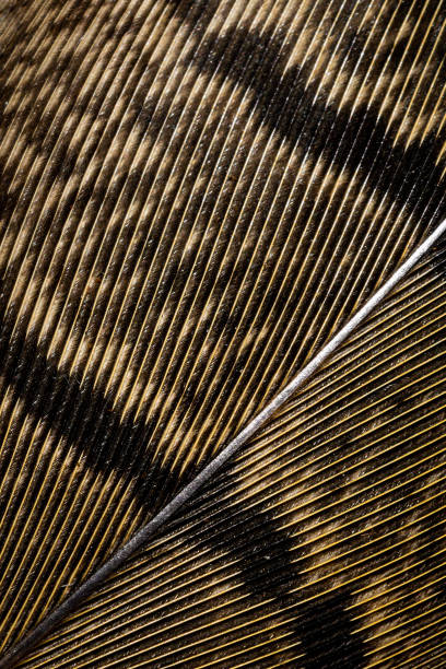 istock brown pheasant feathers with dark stripes. background 1294547913