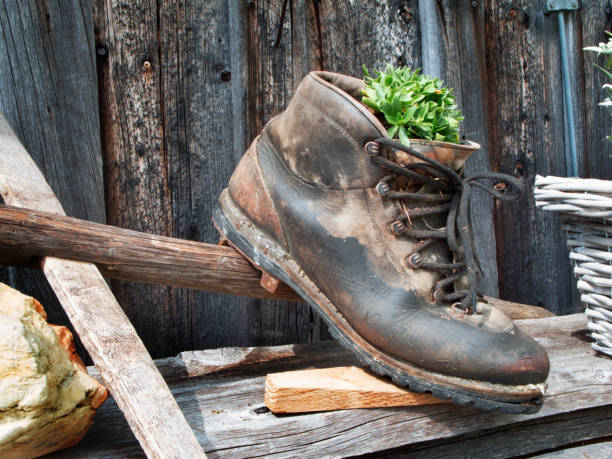 Close-up of an old worn out hiking shoe filled with an ornamental plant outside on a weathered old barn wall.