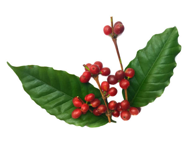 istock Red coffee beans with leaves on a white background. 1294549794