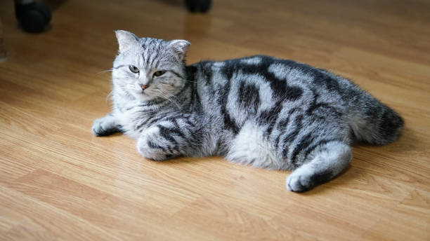 istock Scottish fold classic tabby cat is looking at camera with narrow eyes  light from left side 1294550770