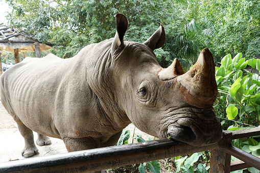 white rhinoceros place it mount to fence, front view