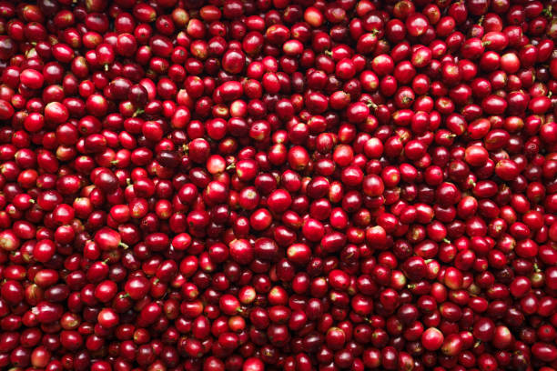 赤い新鮮なチェリーコーヒー豆の背景、生のコーヒー豆 - dried cherries ストックフォトと画像