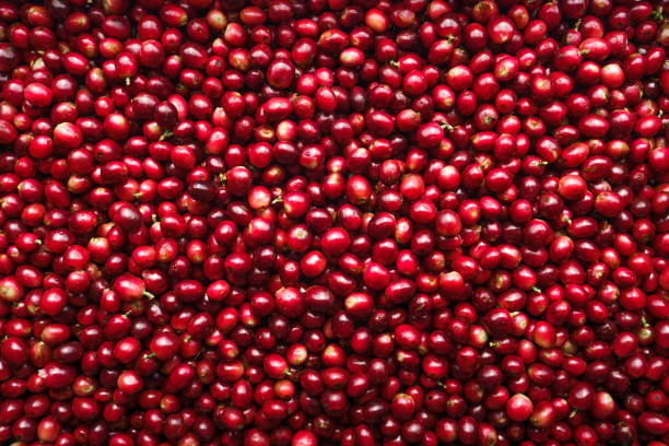 Red fresh cherry coffee beans background,Raw coffee beans