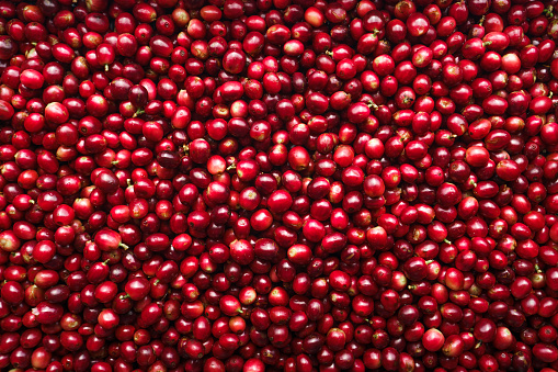 Red fresh cherry coffee beans background,Raw coffee beans