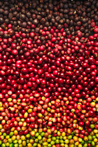 istock Cherry coffee beans,red coffee ripeness dry process coffee 1294552432
