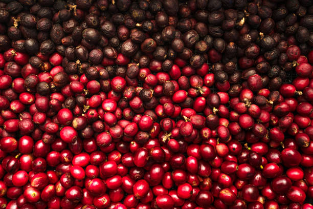 istock Cherry coffee beans,red coffee ripeness dry process coffee 1294552471