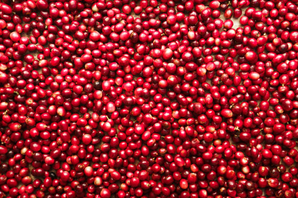 istock Red fresh cherry coffee beans background,Raw coffee beans 1294552583
