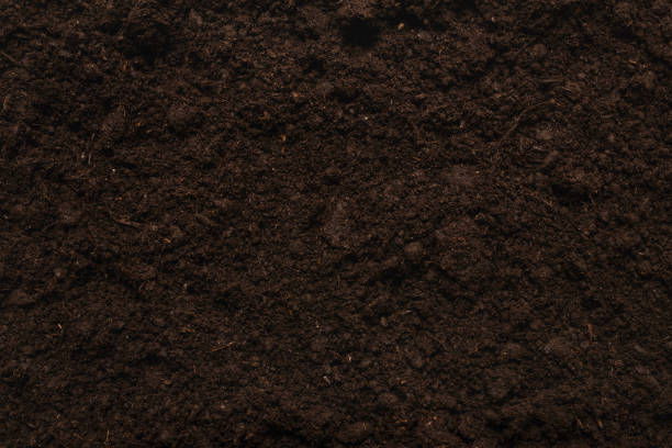 istock Black land for plant background. 1294555108
