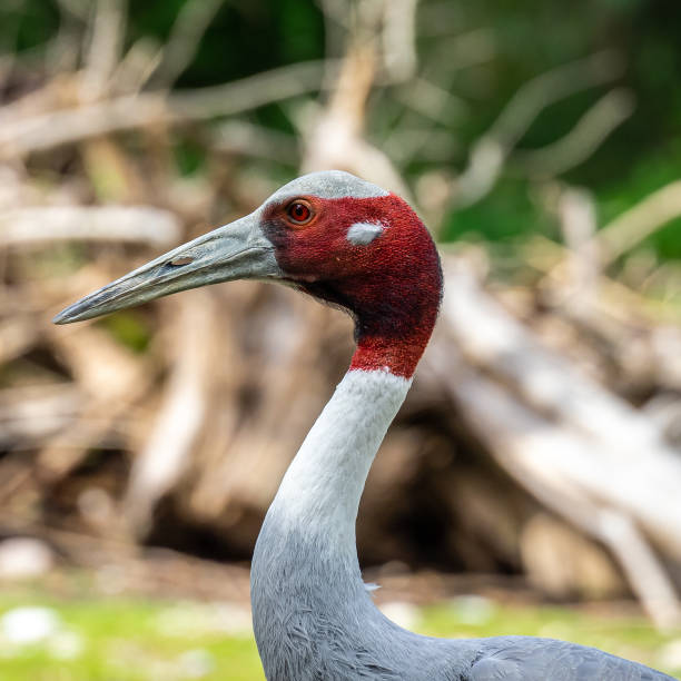 The Sarus crane, Grus antigone is a large non-migratory crane found in parts of the Indian Subcontinent, Southeast Asia and Australia.