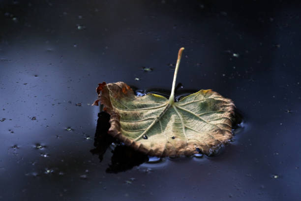 istock Dry leaf sitting on water after rain 1294556214
