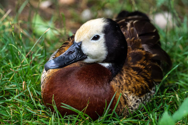 istock White-faced whistling duck, Dendrocygna viduata. Birds watching 1294556267