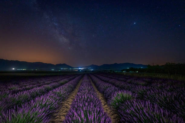 istock Night between lavenders and stars 1294559128
