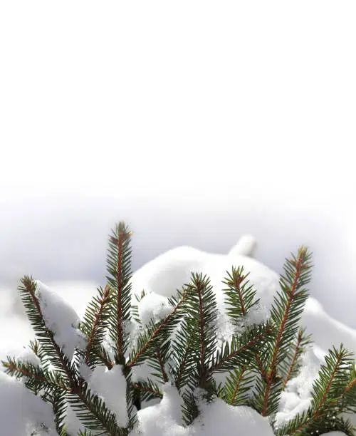 evergreen spruce branches in a snowdrift