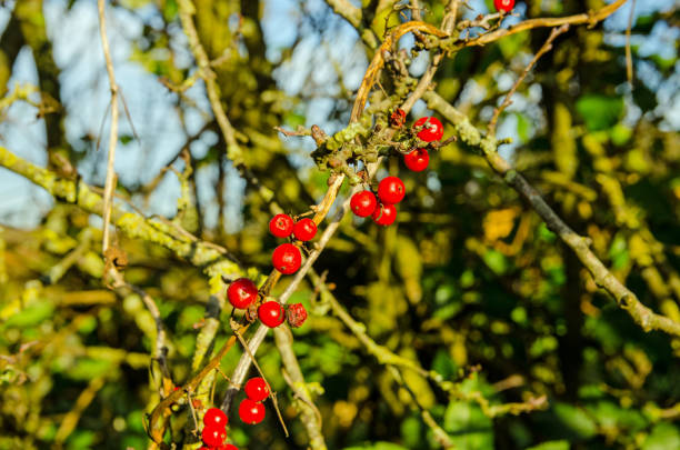 istock Red berries in an English hedgerow in the autumn 1294560146