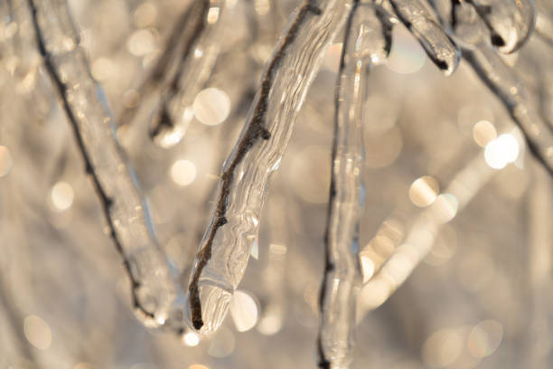 istock Natural background with ice crystals on plants 1294561357