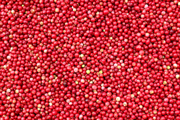 istock Cranberries - small red acid berries used in cooking 1294561687