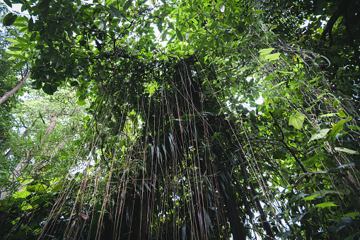 Green plants seen deep inside a tropical rainforest.