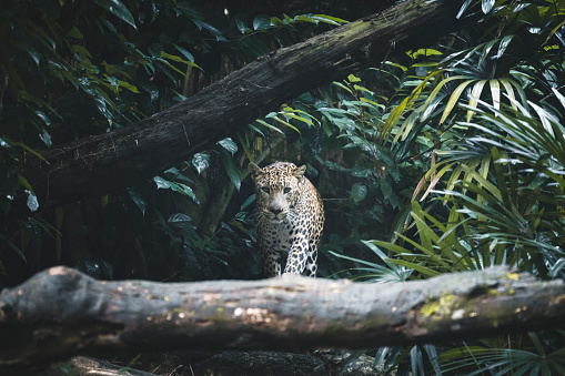 A wild Leopard seen deep inside the tropical rainforests of India in southeast Asia.