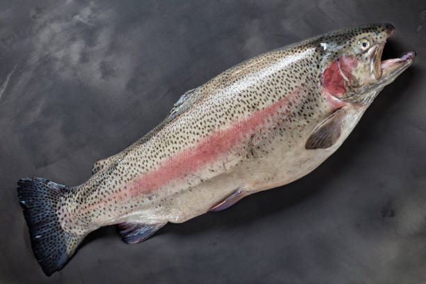istock Fresh raw sea trout  black background. Top view 1294563686