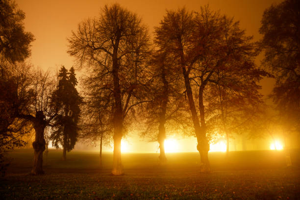 istock Haunting mist amongst gnarly trees in a forest at night 1294564449