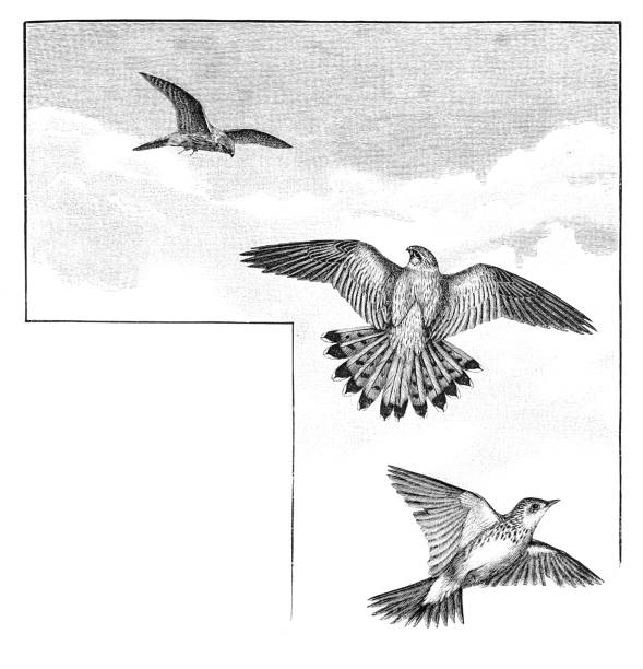 Bird of Prey: Lark-Hawking Adult Male Merlins Bird of Prey: Lark-Hawking Adult Male Merlins from the out of copyright 1886 book "The English Illustrated Magazine" falco columbarius stock illustrations