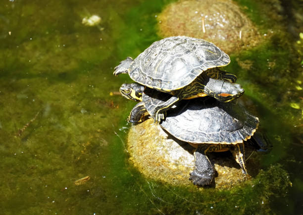istock Two turtles one sitting on an another sitting on a rock in the pond. 1294564655