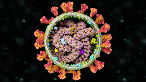 istock Inside SARS-COV-2, the coronavirus responsible for the Covid-19 pandemic 1294564873
