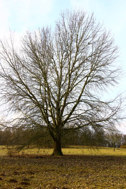 istock Old tree in winter on a meadow on Lake Aasee 1294565540