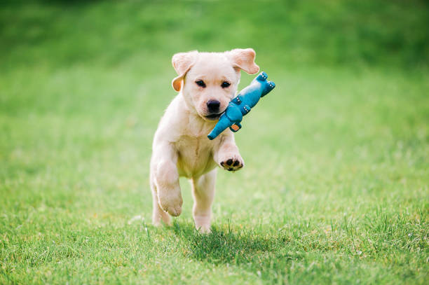 istock Adorable puppy playing on grass with his blue toy. 1294565738