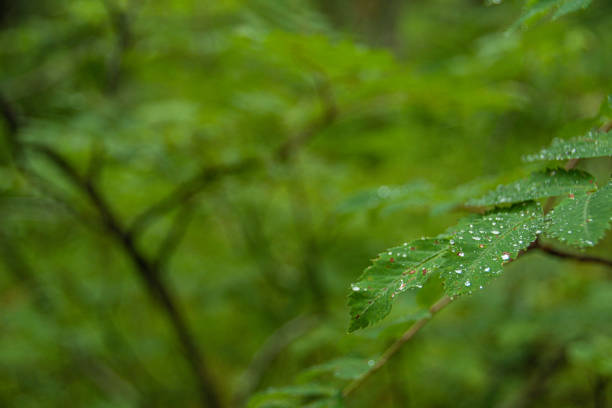 istock Dew drops on green leaves. Raindrops on broad leaves in dark forest 1294566748