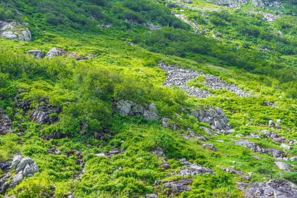 Hillside covered with rocks and green grass