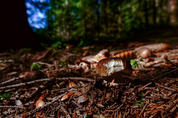 istock little pine bolete on the forest floor with needles 1294567128