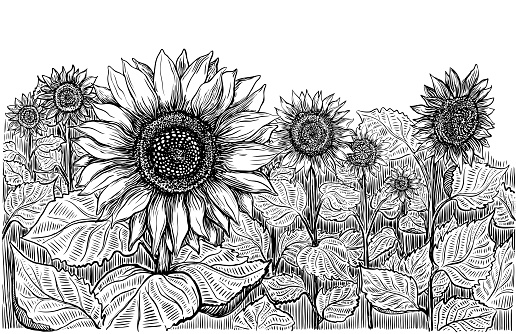 Hand drawn sketch with sunflowers field. Set of vector line art illustrations. Summer, spring, autumn. Black ink lines and white background