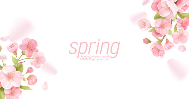 Sakura flowers realistic floral banner. Cherry blossom vector greeting card design. Spring flower illustration background, exotic poster template, voucher, brochure, flyer vector art illustration
