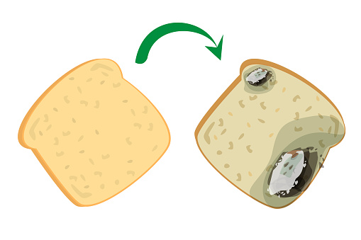 Distorted Bread Fresh Delicious Bread Becomes Rotten And Bad Stock Illustration ...