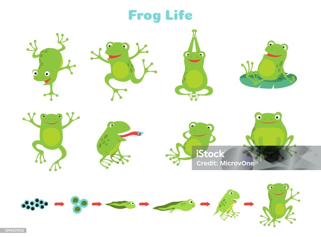Ilustración de Rana De Dibujos Animados Ranas Verdes Lindas Animal Salvaje Aislado En Diferentes Poses Ciclo De Vida Ilustración Vectorial De Biología y más Vectores Libres de Derechos de Rana - iStock Ilustración de Rana De Dibujos Animados Ranas Verdes Lindas Animal Salvaje Aislado En Diferentes Poses Ciclo De Vida Ilustración Vectorial De Biología y más Vectores Libres de Derechos de Rana - iStock
