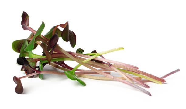 istock Bunch of micro green sprouts isolated on white background 1294570615
