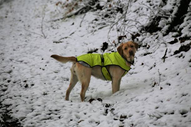 istock golden retriever in snow 1294572952