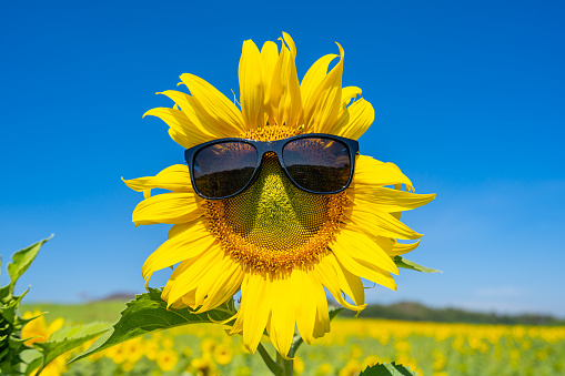Sunflowers are blooming on a bright day, put on glasses.