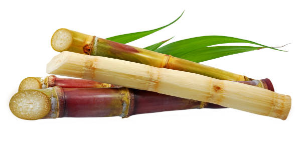 istock Single object of Sugar cane isolated on white background 1294574551