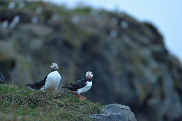 istock Puffins on Icelandic coast 1294574600