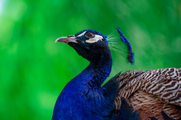 nahaufnahme des afrikanischen pfau, einem großen und hellen vogel. - close up peacock animal head bird stock-fotos und bilder