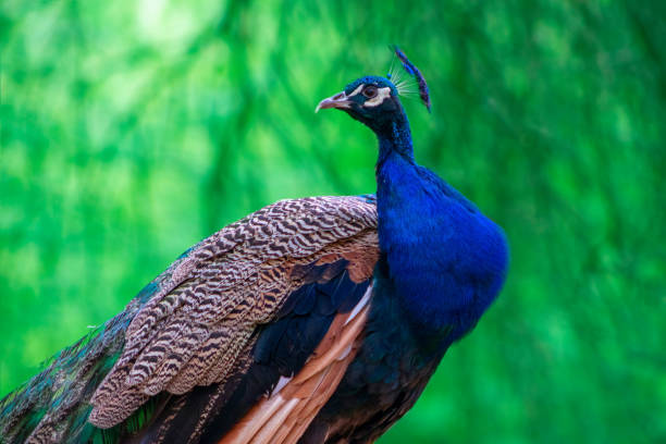 nahaufnahme des afrikanischen pfau, einem großen und hellen vogel. - close up peacock animal head bird stock-fotos und bilder